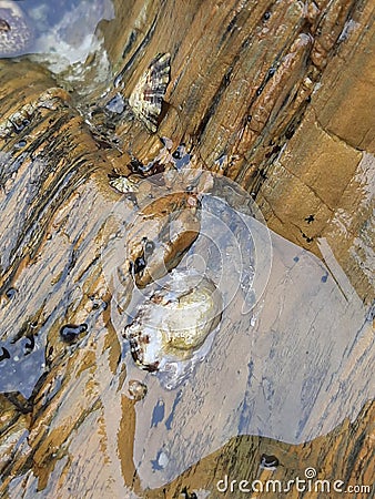 sea â€‹â€‹shells stuck on the rock Stock Photo